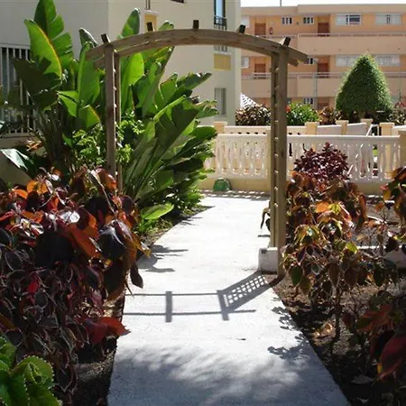 Ficus Playa Del Inlges * Playa del Ingles (Gran Canaria)